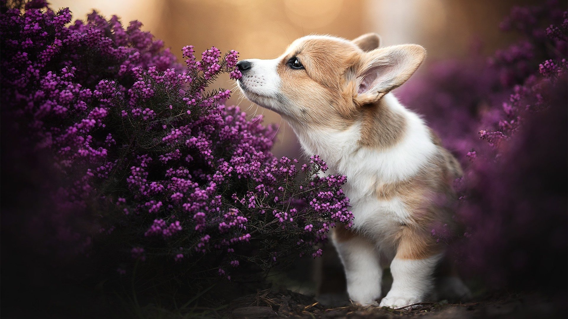 玻利维亚血拼里昂,努涅斯成为胜负手,南美新星闪耀法甲